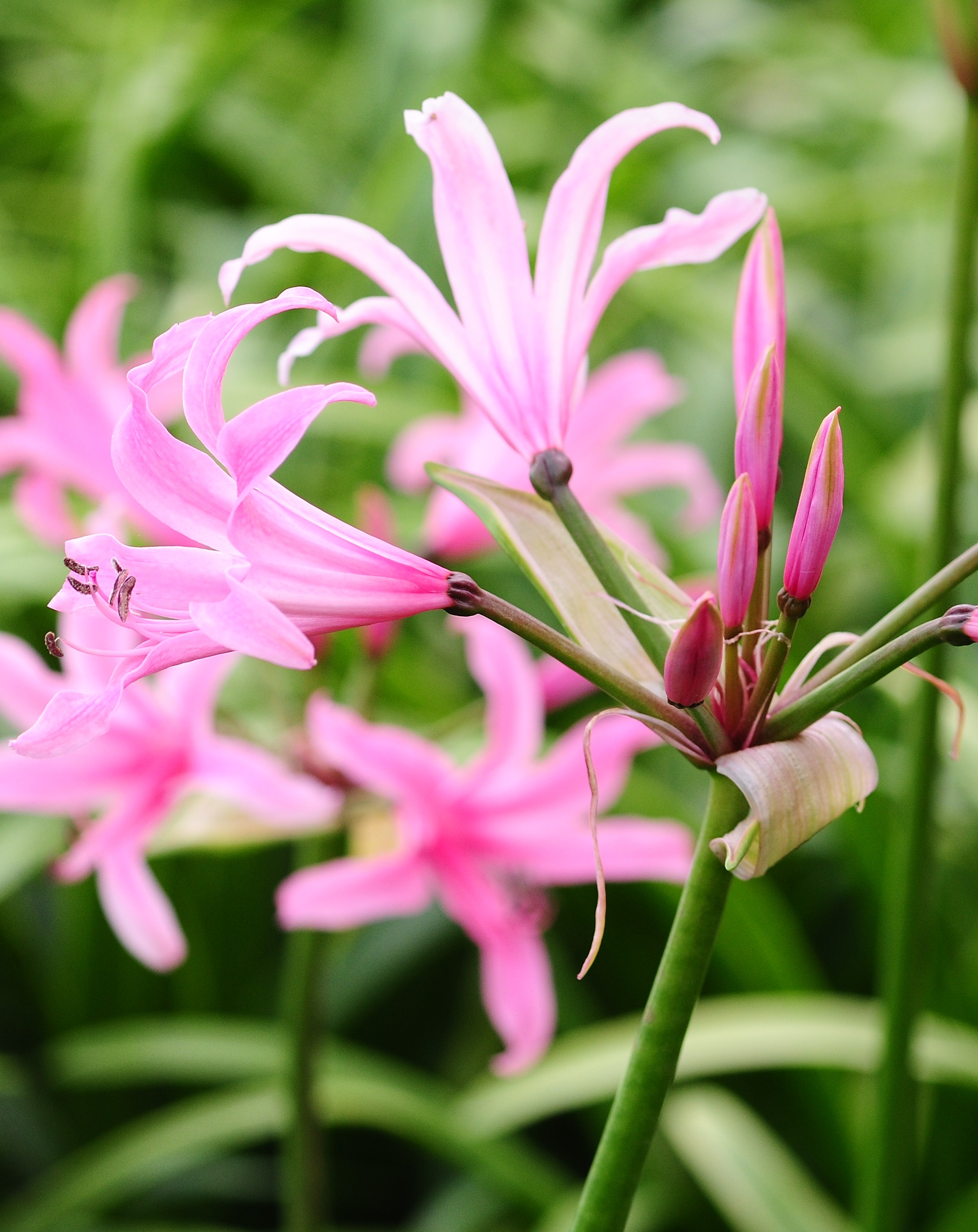 AMARINE BELLADIVA 25 ks